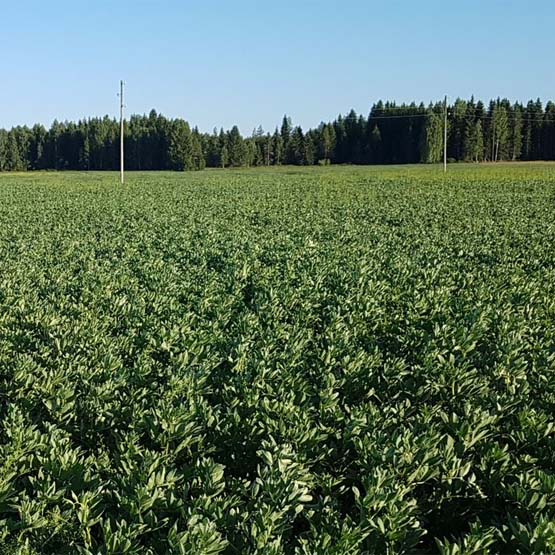 Kotimainen härkäpapu voi korvata soijan sikojen ruokinnassa