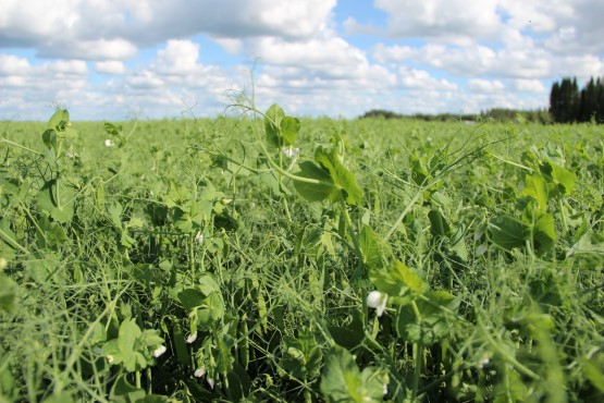 Miksi viljelisin hernettä?