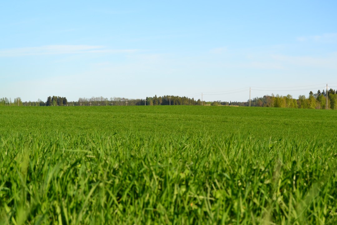 Tehokas laiduntaminen maitotilalla