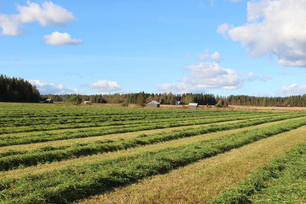 Säilörehun pitoisuudet ja niihin vaikuttaminen viljelyn avulla