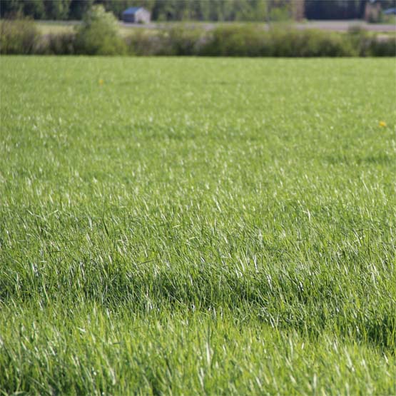 Nurmisiemenseoksen valintaperiaatteet