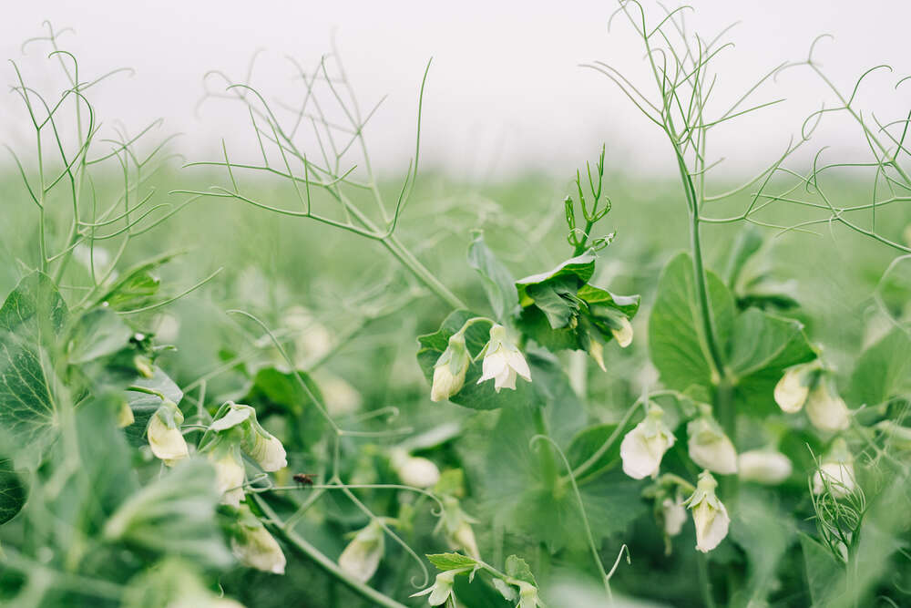 Korrensäädevalmiste Moddus Evo