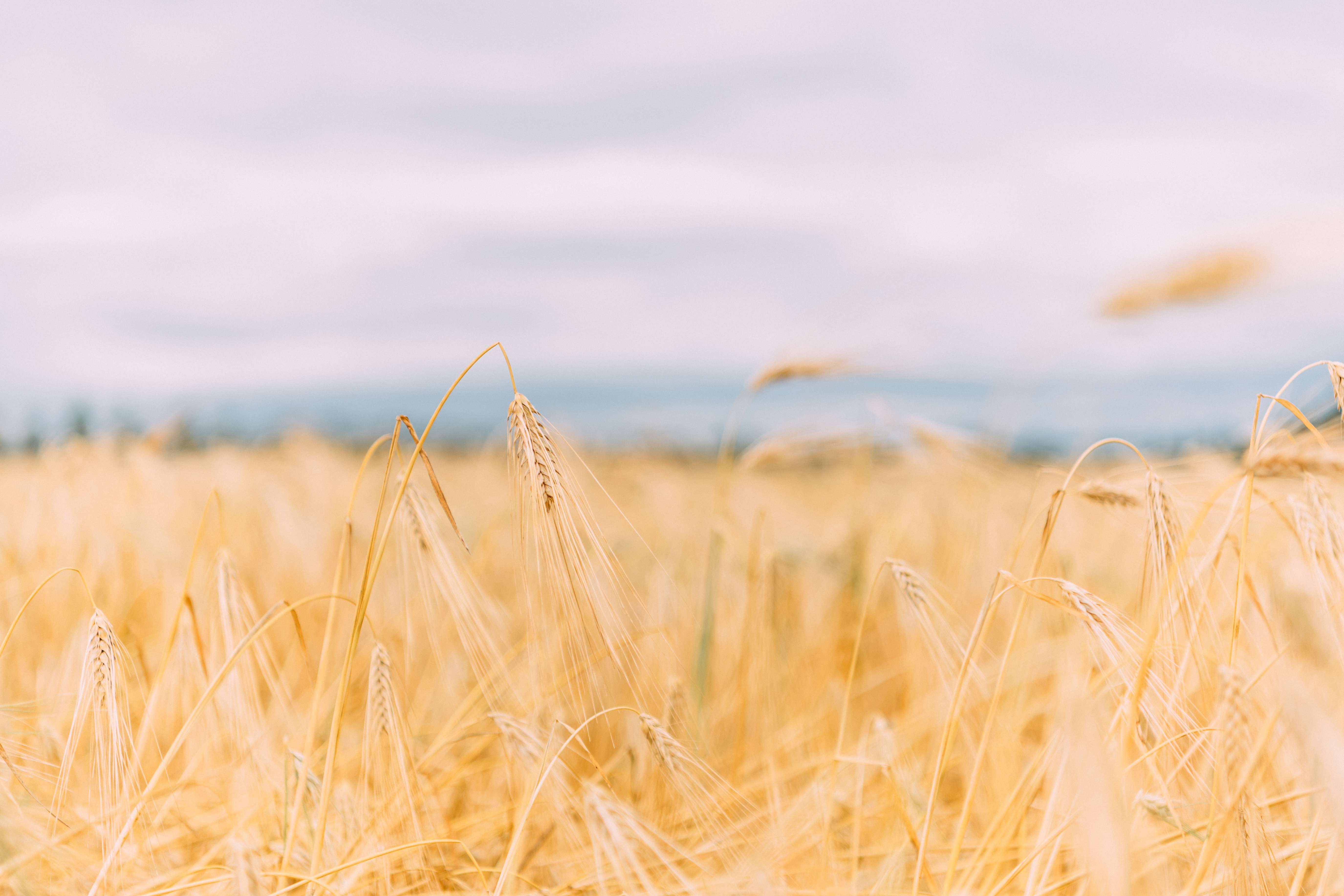 Viljan tuotantokustannuslaskuri