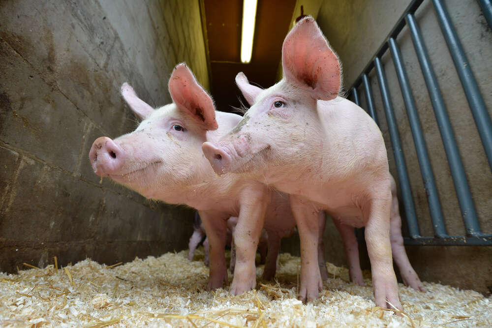 Foderutnyttjande hos slaktsvin – var ligger vi idag?