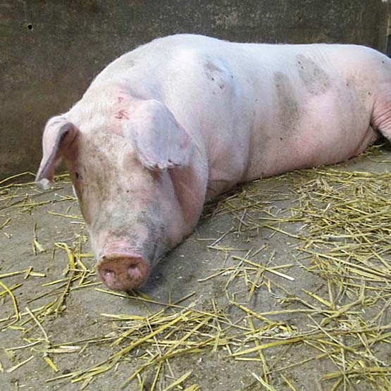 Teurastettu emakko paljastaa tärkeää tietoa