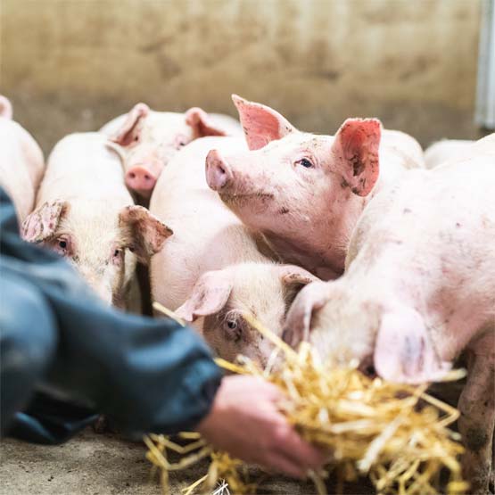 Nopeasti kasvavat lihasiat tarvitsevat suositusten mukaisen määrän aminohappoja