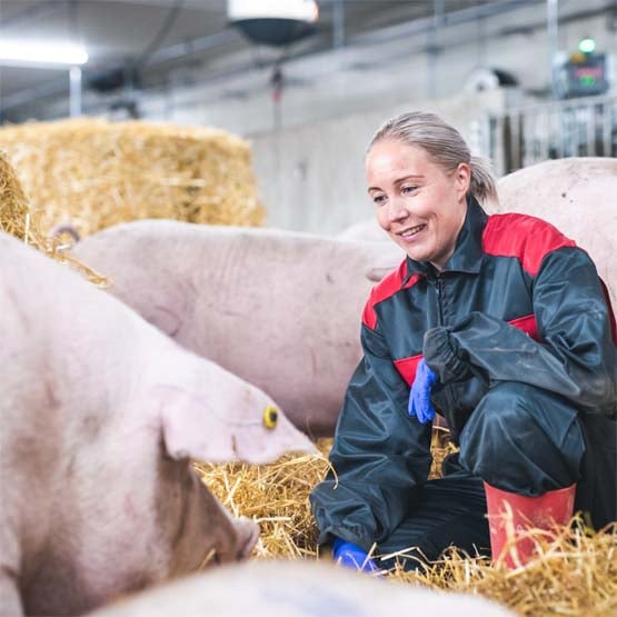 Korkeatuottoisten emakoiden taloudellisesti kann