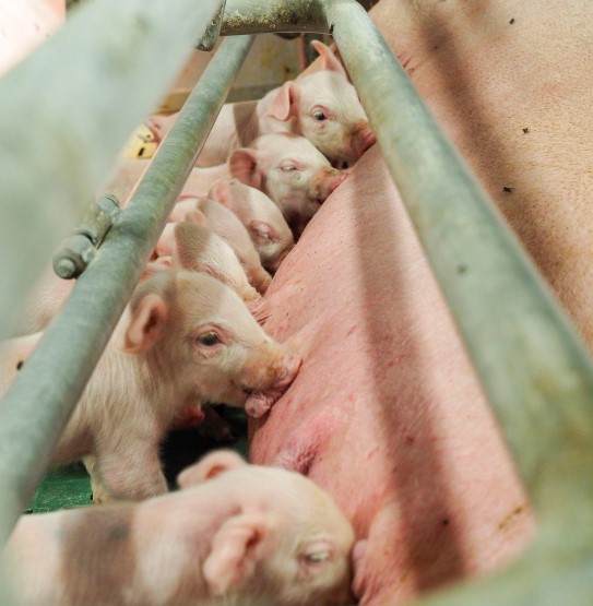 Suunnittele porsaiden sekoittelu tarkkaan