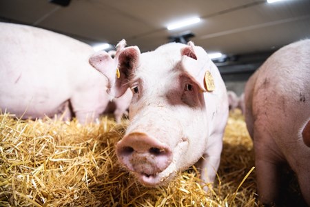 Atrialaisen possun hiilijalanjälki kestää ilmastotarkastelun