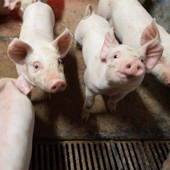 Eerolan tilalla ollaan tyytyväisiä sikalan peruskorjaukseen