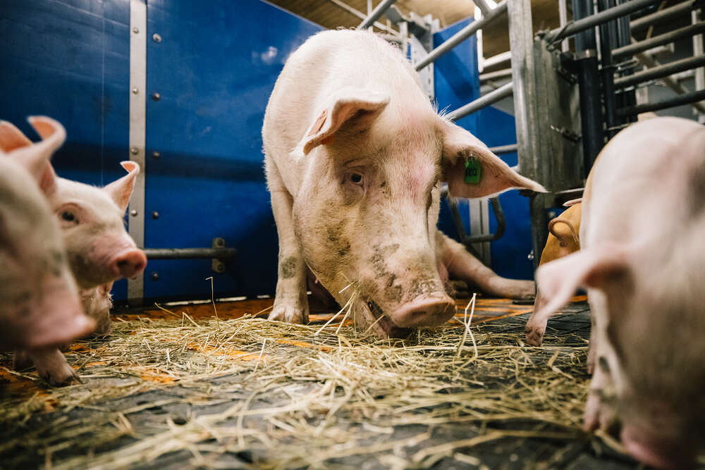 Atria Svin – Skördefest 3.10.2024