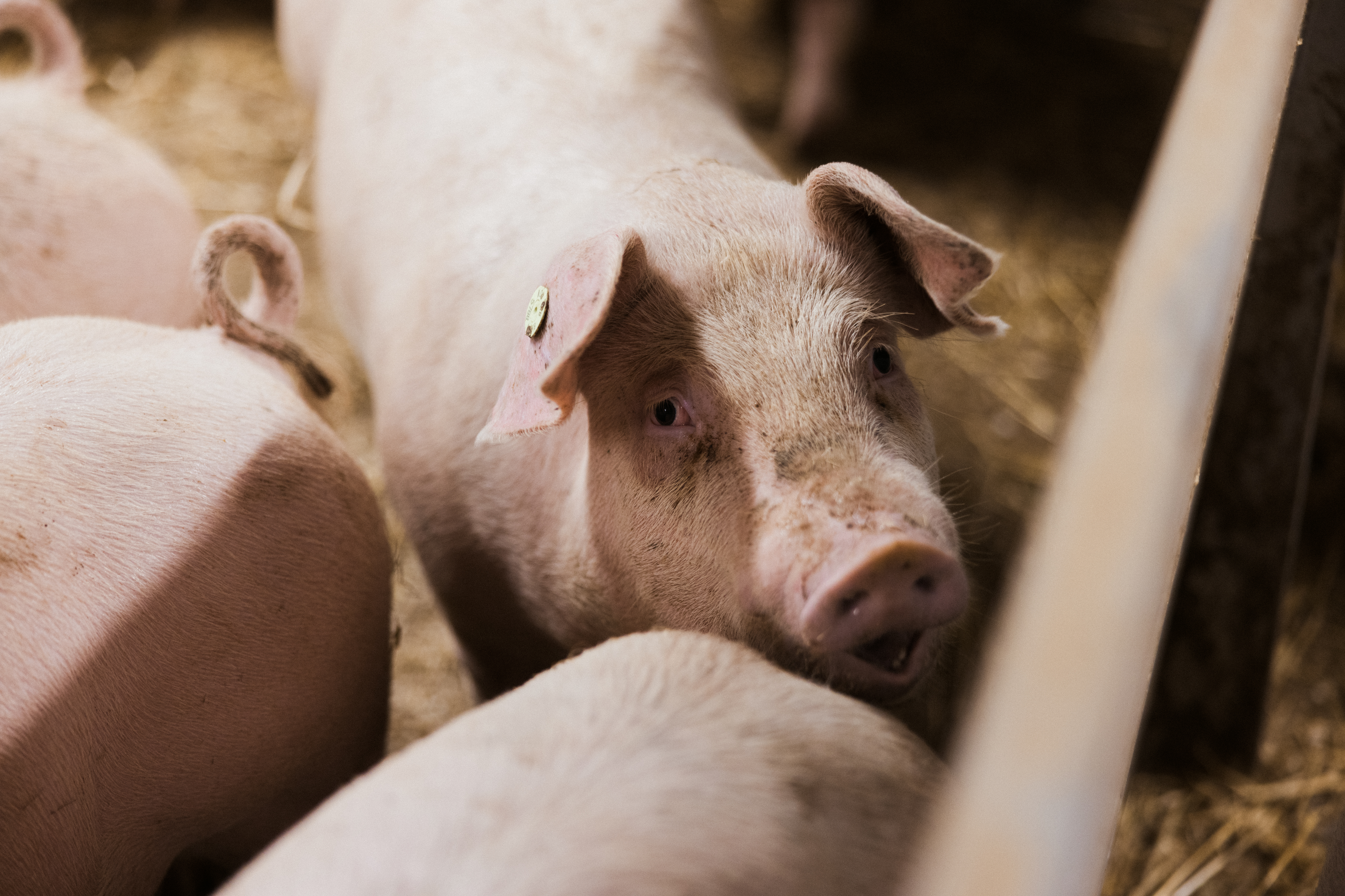 YKSIKA-hankkeen kuulumisia