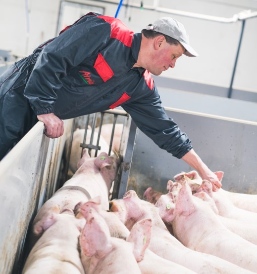 Nurmisäilörehun nestejakeen vaikutukset sianlihan laatuun