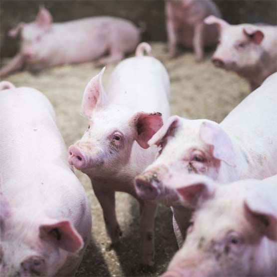 Tunnista lääkittävät ja ehkäise sairastuminen