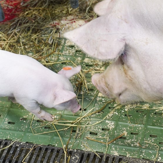 Vapaaporsituksella parempaa hyvinvointia -hankkeen pilottitilat on valittu