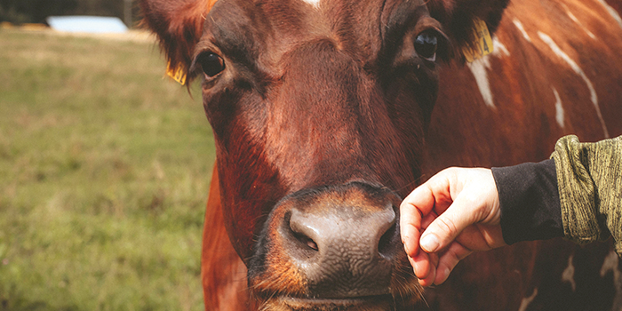 Pälvisilsan torjunta yhteistyössä – ETT:n tukea uusitaan