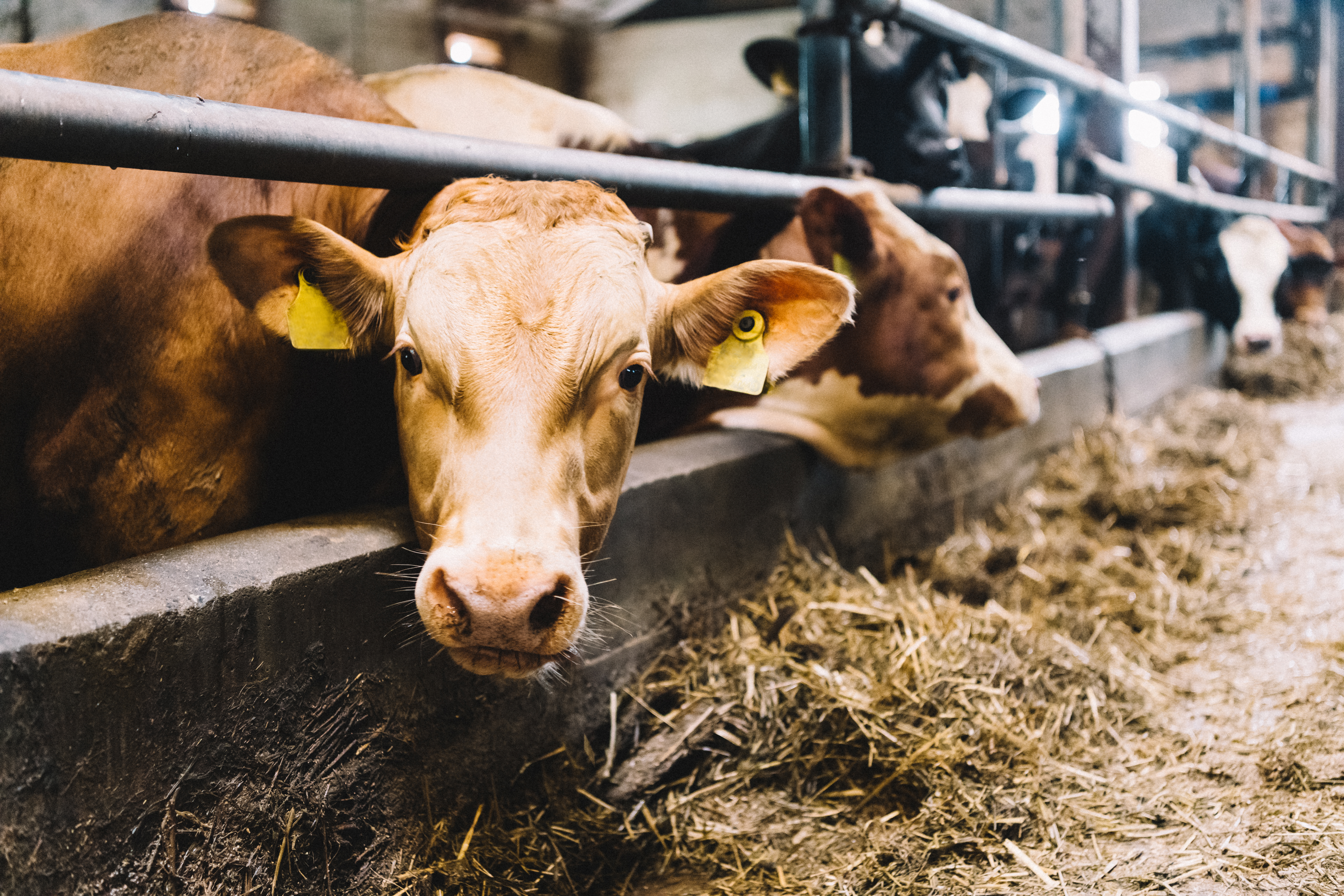 Eläinten käyttäytymisperiaatteiden tunteminen helpottaa lastausta
