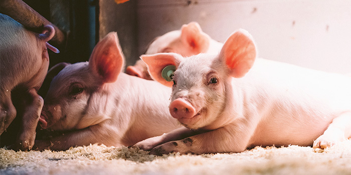 Tilajäljitetyn possun ja kanan hiilijalanjälki pienenee tasaisesti