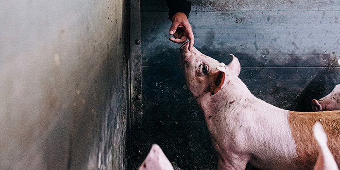 Sikatilojen viljakyselyn  tulokset – mitä  vastaukset kertovat?