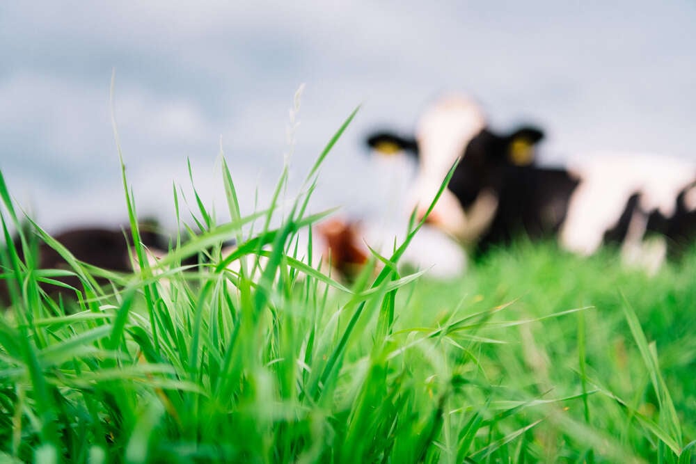 Vastuullisuus Atrian alkutuotannossa