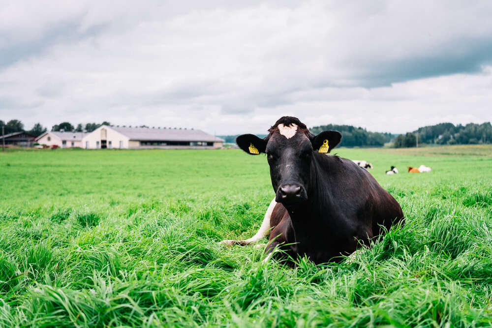 Produktionsutveckling på Atria Nöt-gårdar