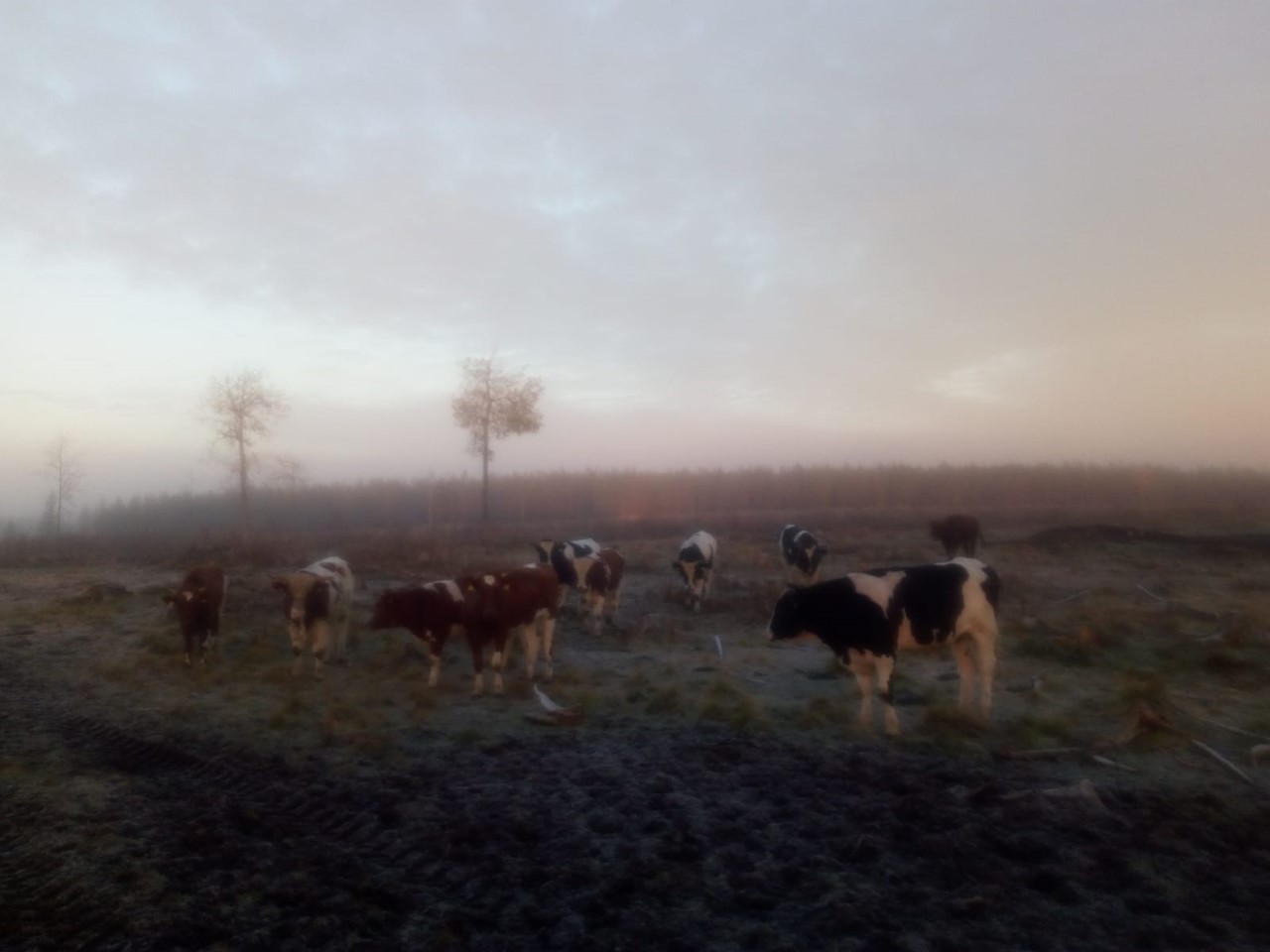 Osuuskuntien hallintojen kevätkokousten päätökset