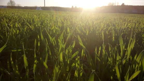 Hiilikompensaatioyhtiö Maanvaalija  Oy