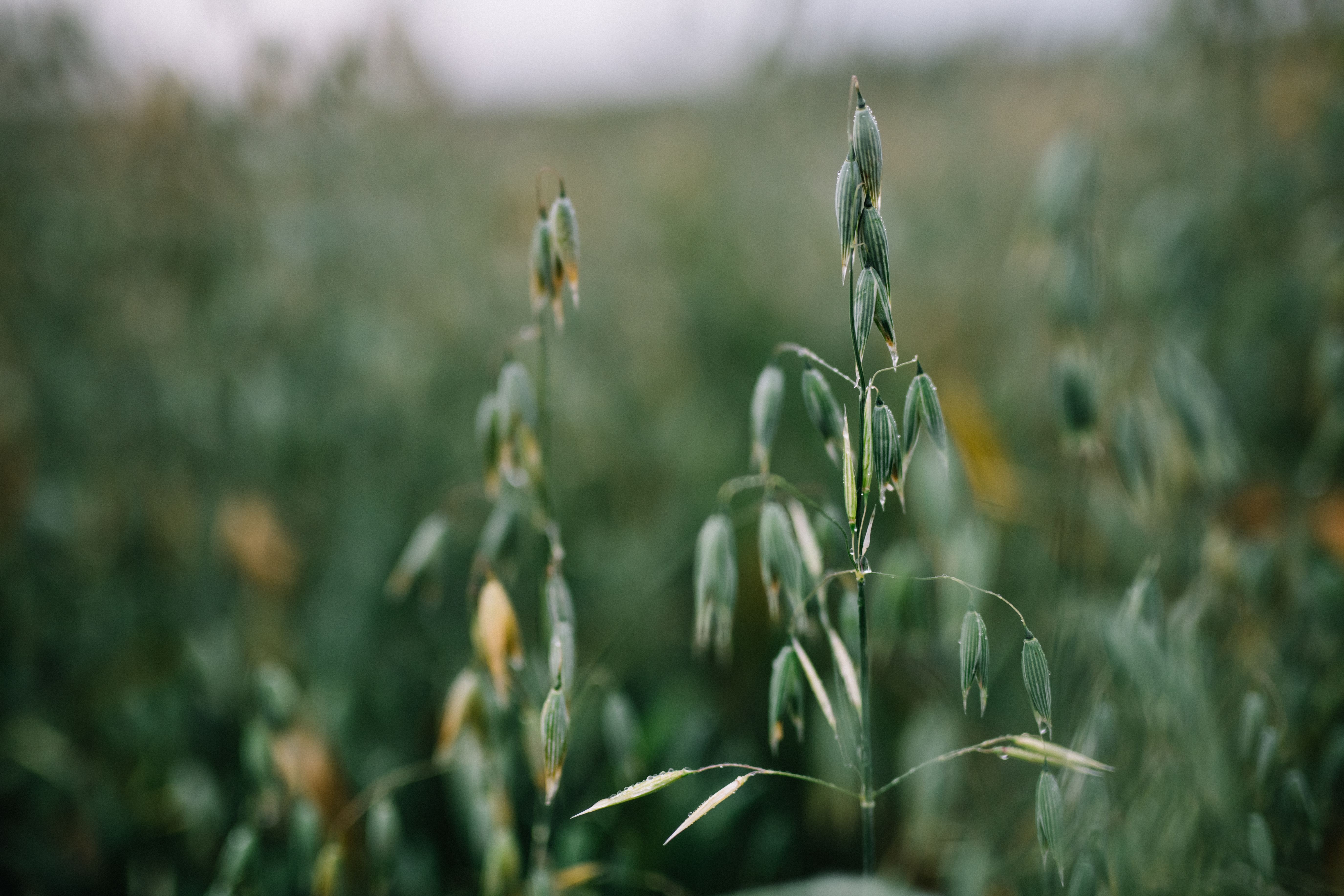 Osuuskuntien hallintojen kevätkokousten päätökset 2025