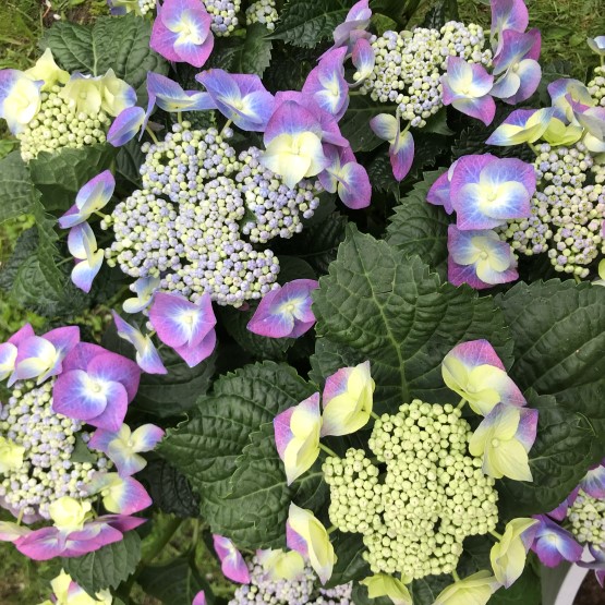 Omavoiman sähkötarjous