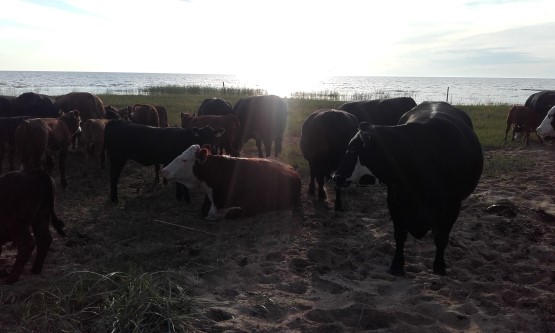 Itikka osuuskunta ja Lihakunta päättivät kahden miljoonan euron ylimääräisestä voitonjaosta