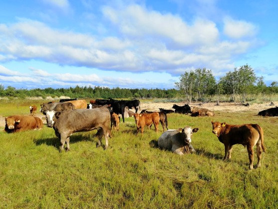 Pasi Korhonen Lihakunnan hallituksen uudeksi puheenjohtajaksi