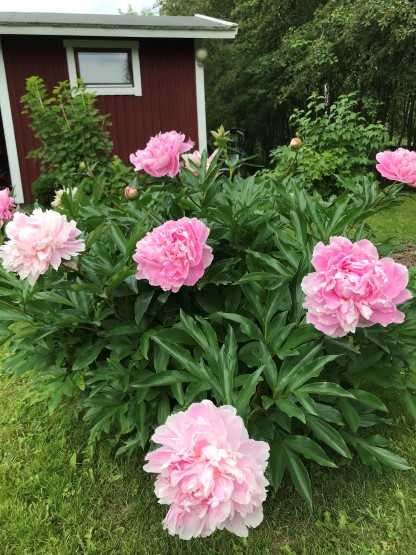 Lihakunnan vertailuarvo vuoden 2024 verotukseen