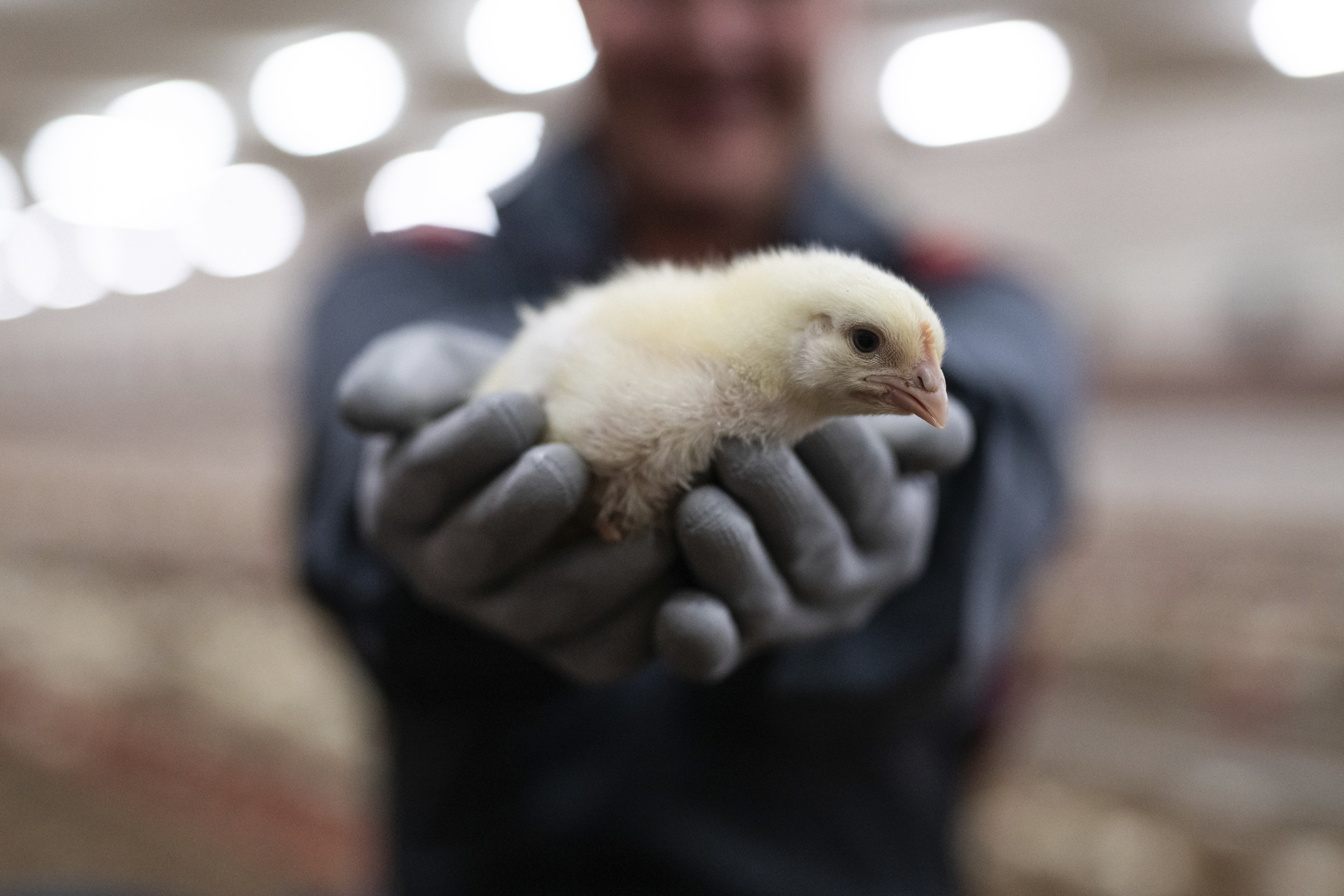 Tuotannon kehitys Atrian siipitiloilla