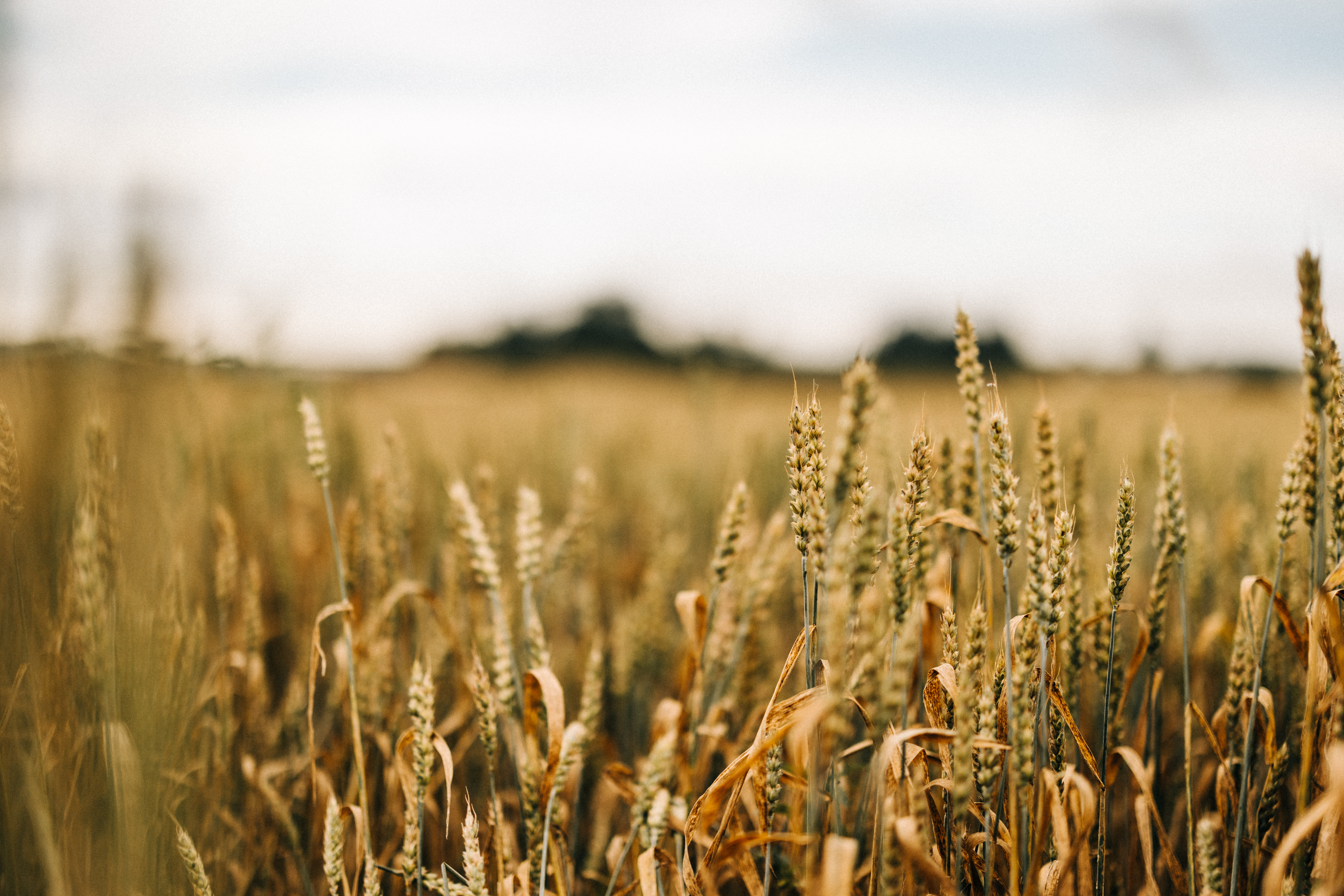 Uuden viljasadon käyttöä haastavat hometoksiinit