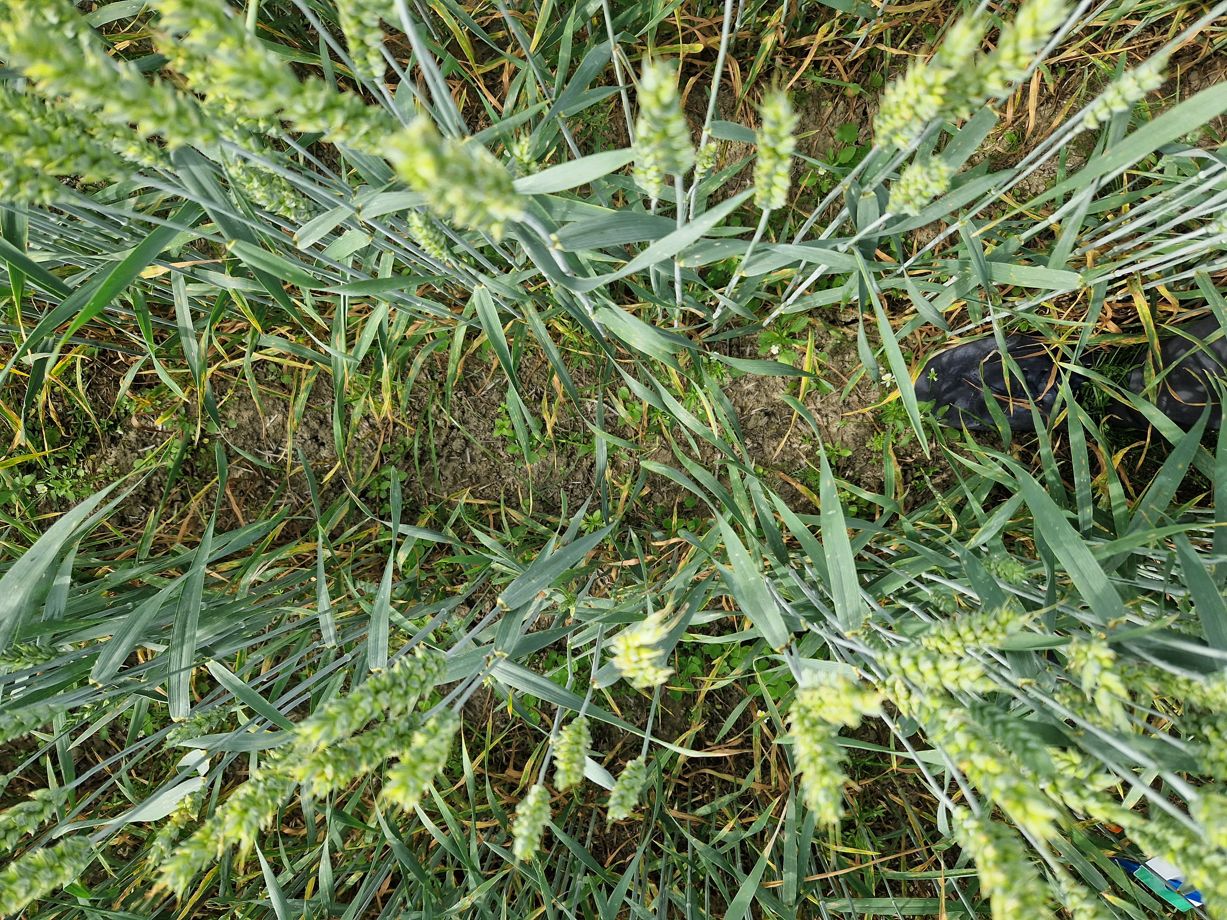 Kasvitautiennusteet ja kynnysarviot